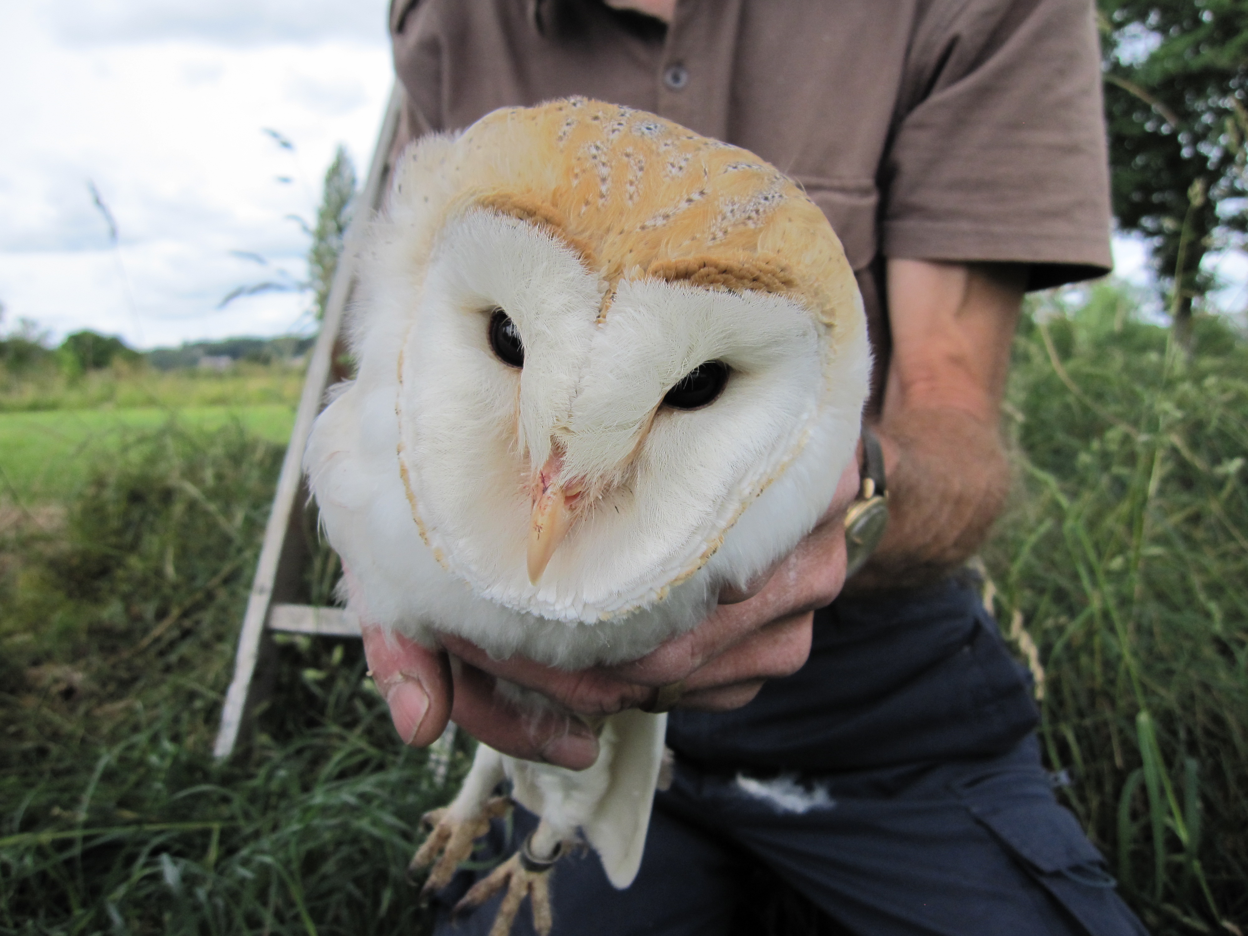 Barn owl monitoring increases our understanding of these beautiful creatures.